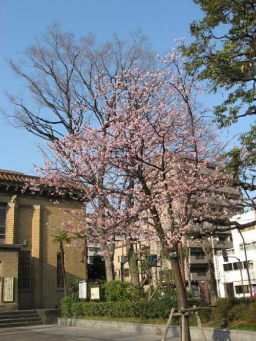 復興記念館と桜